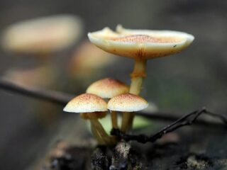 Mushroom Retreat