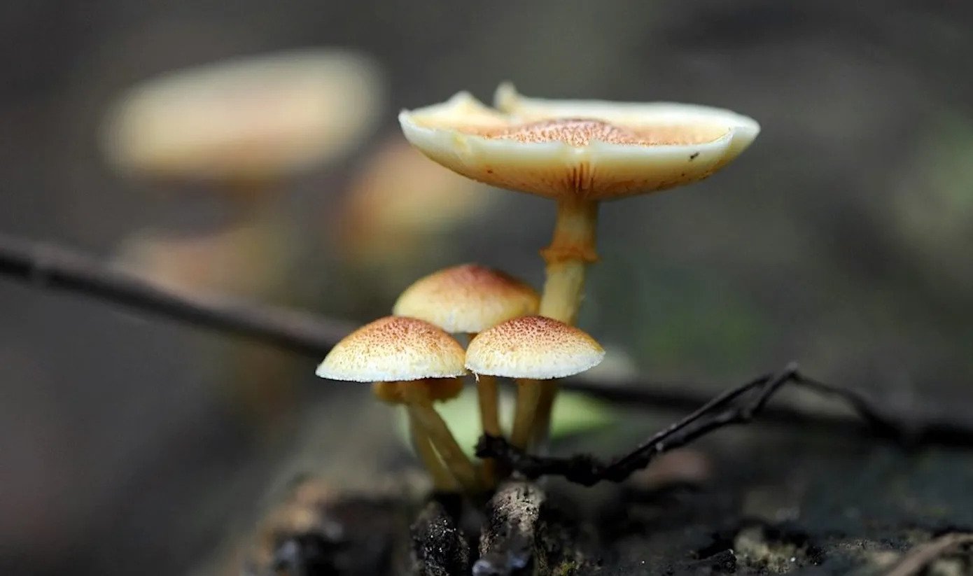 Mushroom Retreat